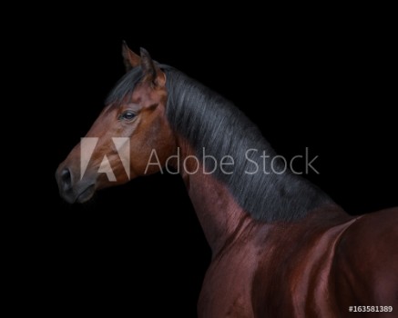 Picture of Bay horse on black background isolated